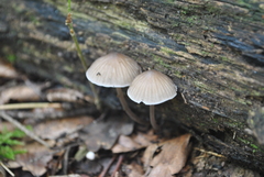Mycena abramsii