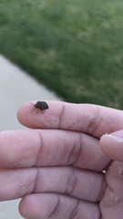 Sphyrocoris obliquus