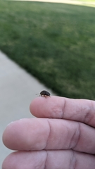 Sphyrocoris obliquus