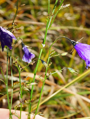 Campanula baumgartenii, photograph (c) Patrick Hacker, some rights reserved (CC BY)
