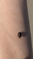 Sphyrocoris obliquus