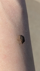 Sphyrocoris obliquus