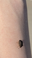 Sphyrocoris obliquus