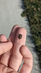 Sphyrocoris obliquus