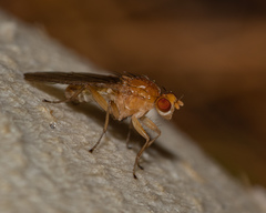 Suillia laevis