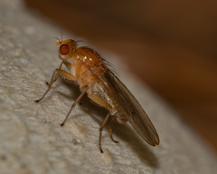Suillia laevis