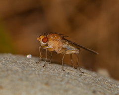 Suillia laevis