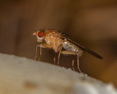 Suillia laevis