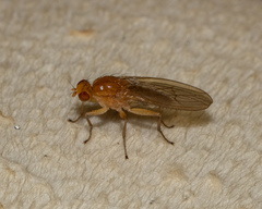 Suillia laevis