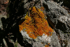 Xanthoria calcicola