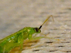 Macrolophus pygmaeus