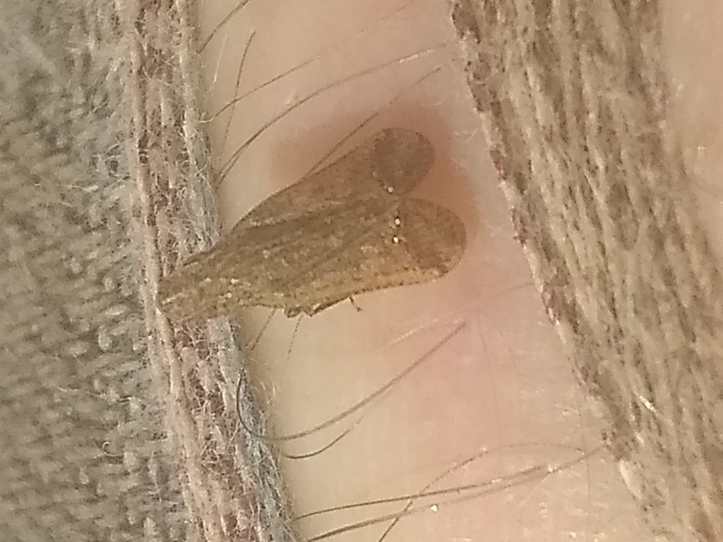 Pelitropis haitiana