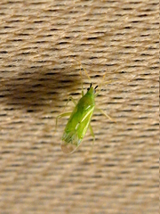 Macrolophus pygmaeus