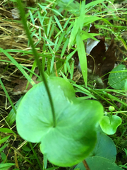 Parnassia asarifolia