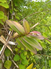 Epidendrum wrightii