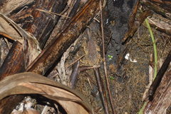 Ingerophrynus parvus