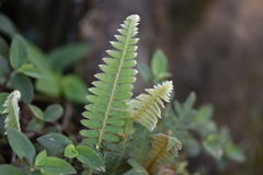Pleopeltis polypodioides