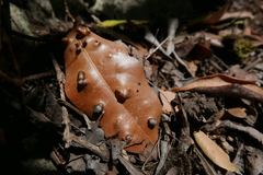 Aceria barbujanae