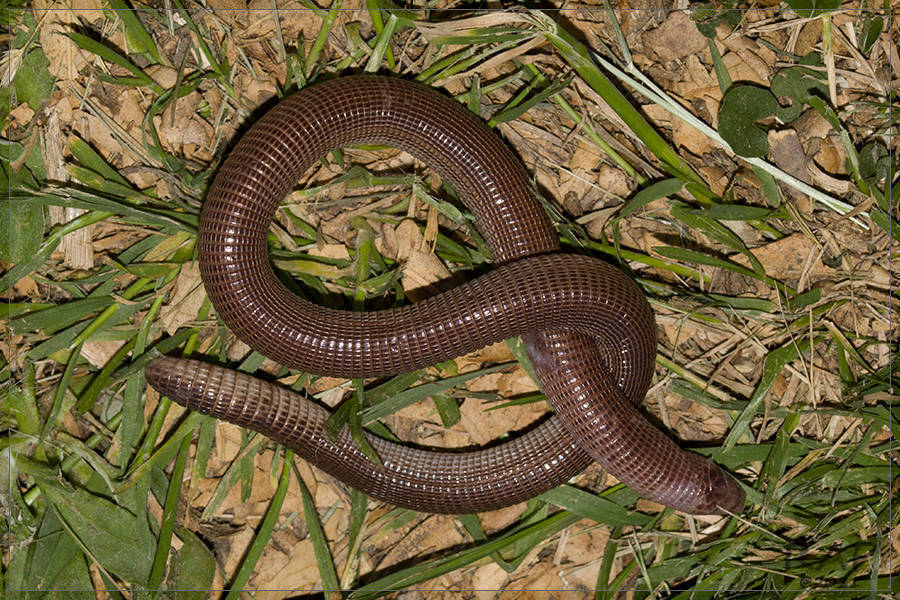 Darwin's Ringed Worm Lizard