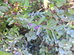 Lonicera ligustrina