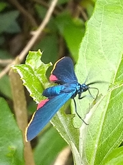 Antichloris quadricolor