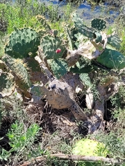 Opuntia alta