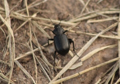 Calosoma laeve