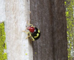 Gynandrobrotica lepida