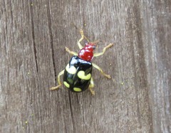 Gynandrobrotica lepida