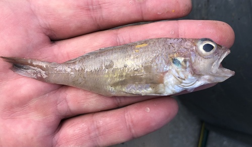 Blackear bass (Serranus atrobranchus) — Serranidae — 2