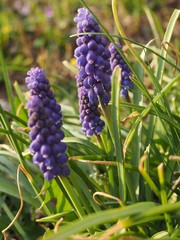 Muscari botryoides