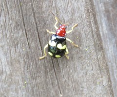 Gynandrobrotica lepida