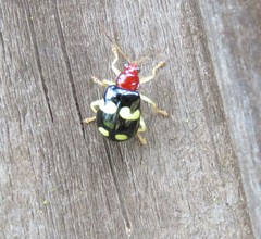 Gynandrobrotica lepida