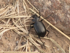 Calosoma laeve