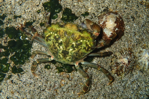 European Green Crab, photo 3 of 10
