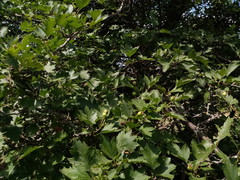 Crataegus ucrainica