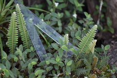 Pleopeltis polypodioides