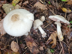 Agaricus approximans