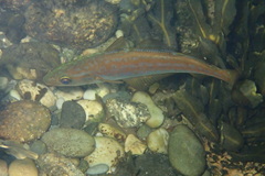 Pollachius pollachius