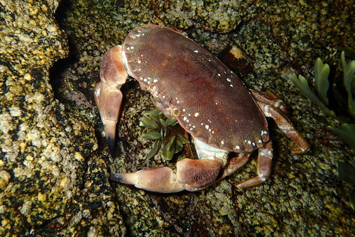 Edible Crab, photo 6 of 7