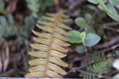 Pleopeltis polypodioides