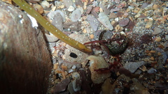 Worm Pipefish photo 5