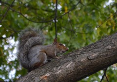 Sciurus carolinensis