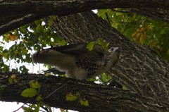 Buteo jamaicensis