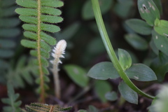 Pleopeltis polypodioides