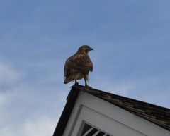 Buteo jamaicensis