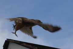 Buteo jamaicensis