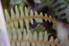 Pleopeltis polypodioides