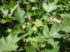 Crataegus ucrainica