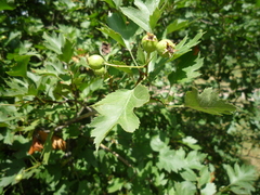 Crataegus ucrainica